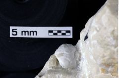 Foto (Detailansicht) von Gastrodorus sp. (NHMW-GEO-1990-0041-0099)